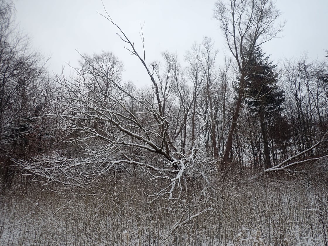 Hyrdehøj skov i sne 5