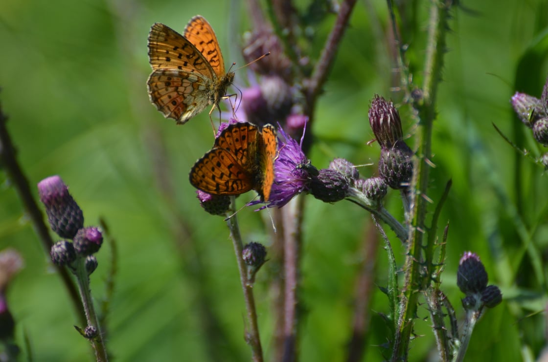 engperlemorsommerfugl_web