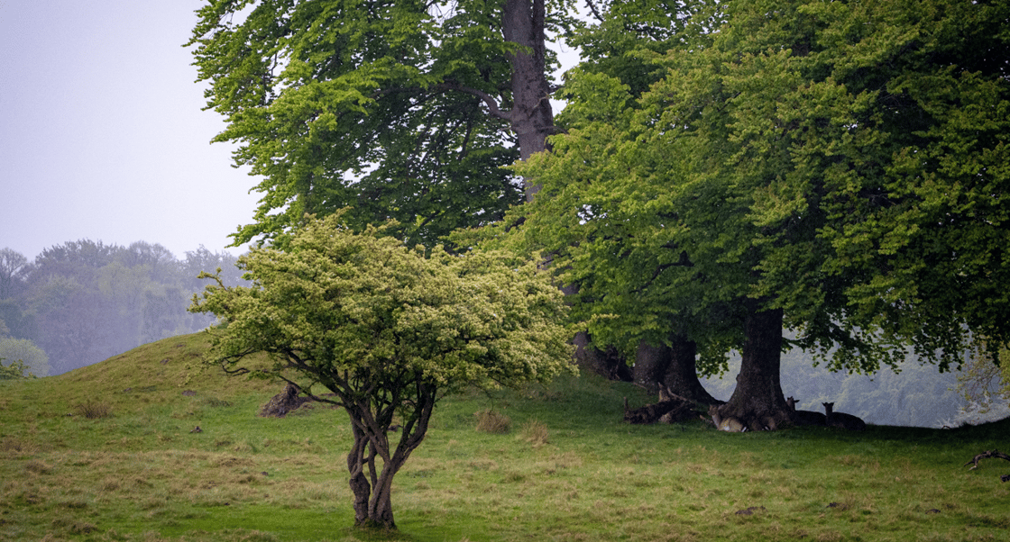 KOP SKOV