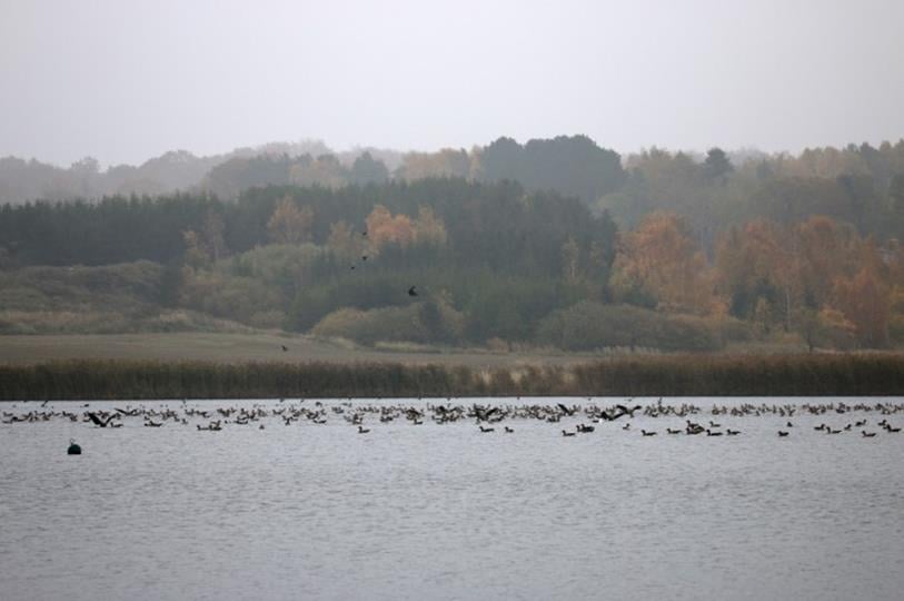 Solbjerg Engsø