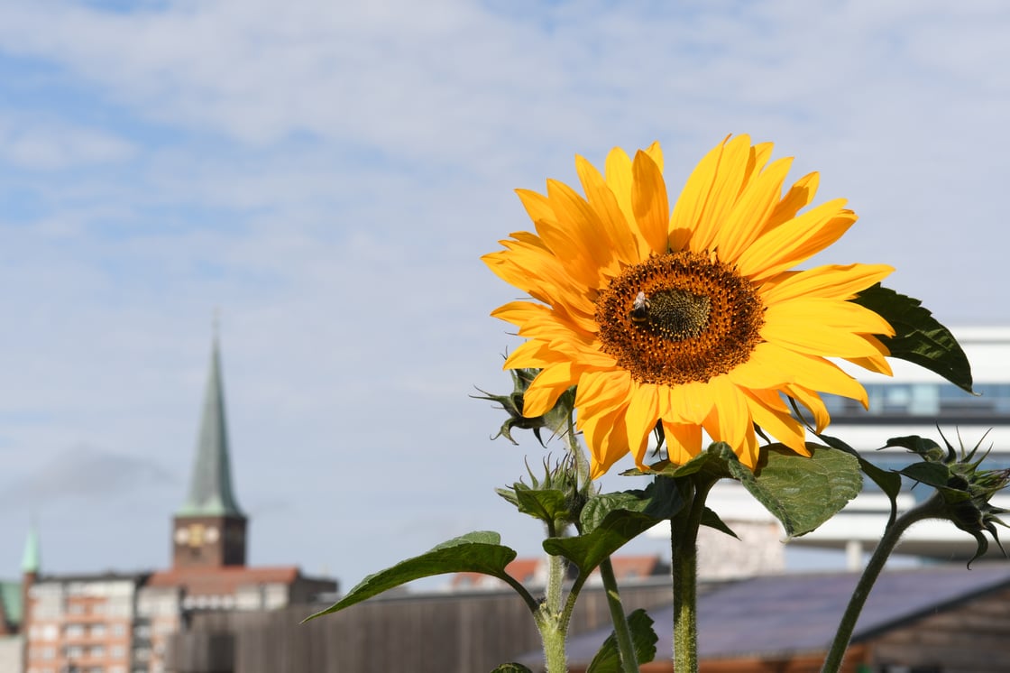 bynatur_Aarhus_SEB (56)